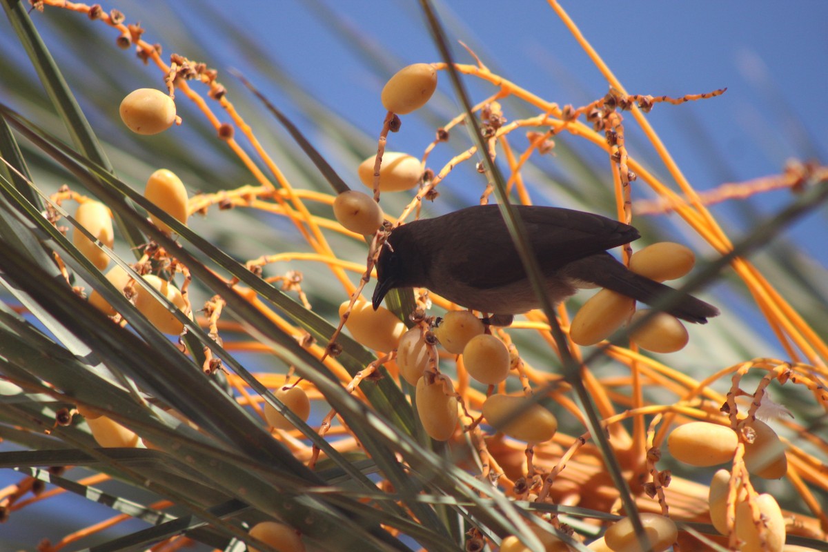 Common Bulbul - ML645316670
