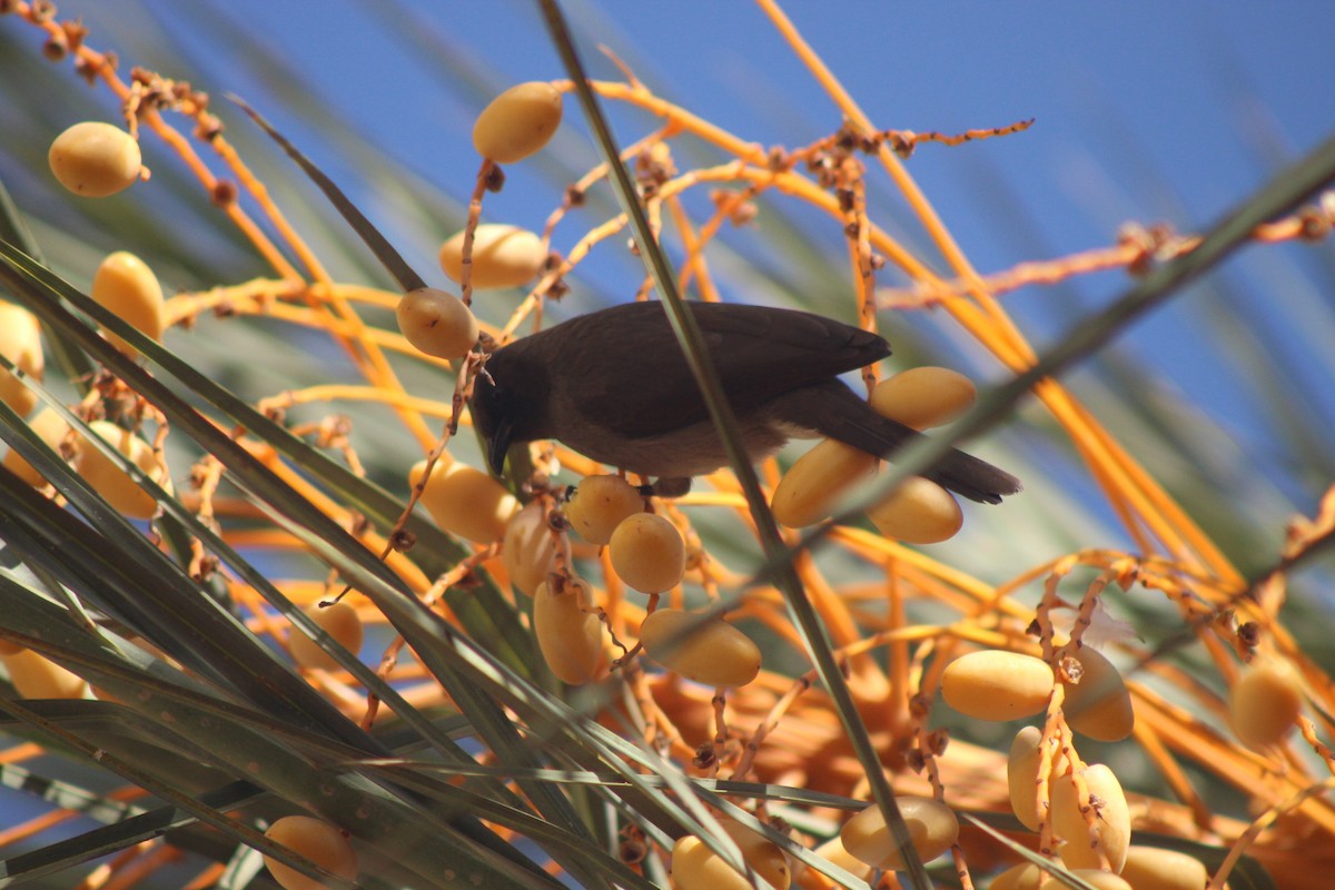 Common Bulbul - ML645316671