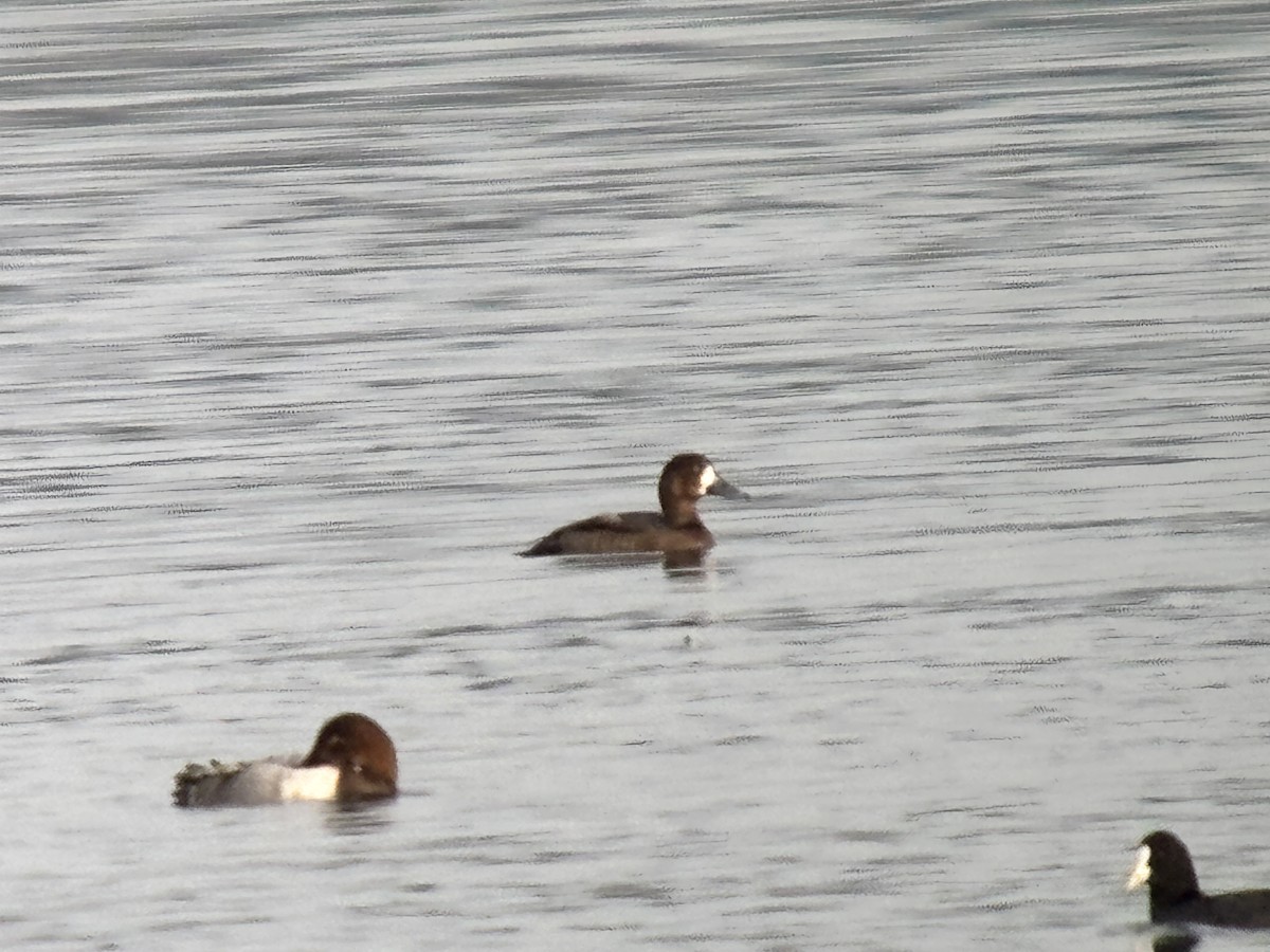 bergand - ML645316680