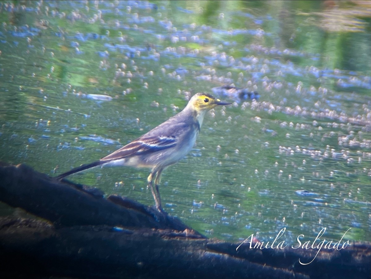 konipas citronový - ML645316694