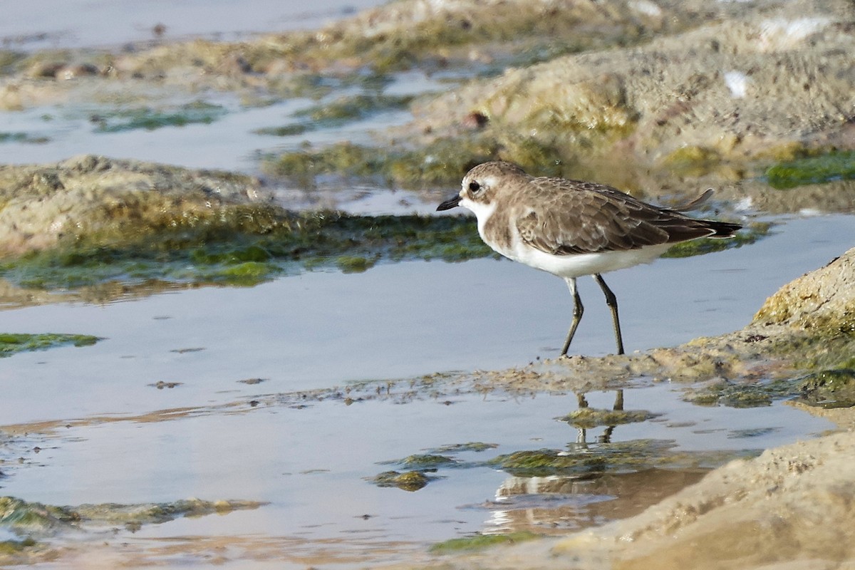 Tibetan Sand-Plover - ML645316702