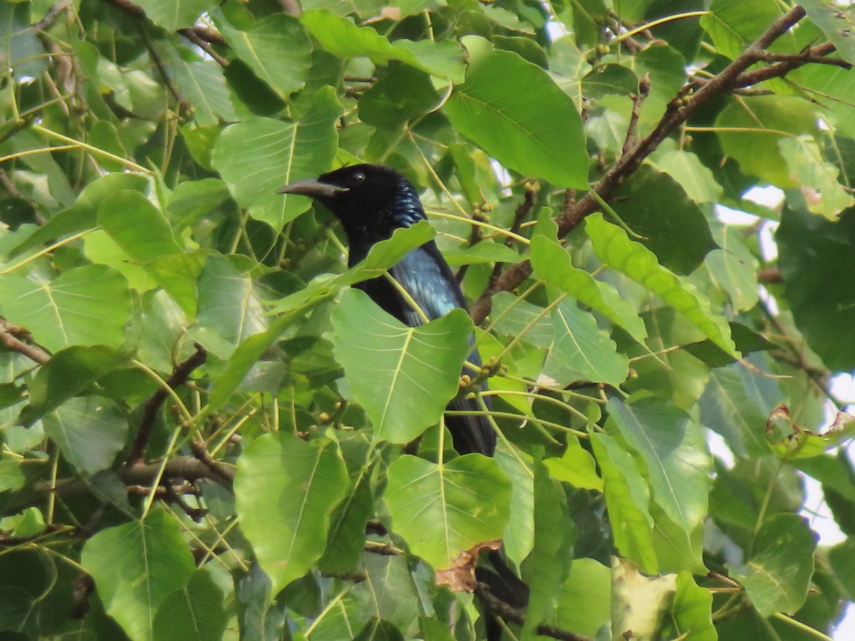 Hair-crested Drongo - ML645316704