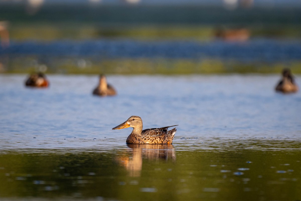Northern Shoveler - ML645316708