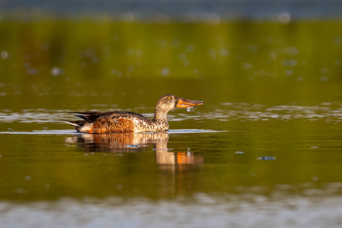 Northern Shoveler - ML645316709