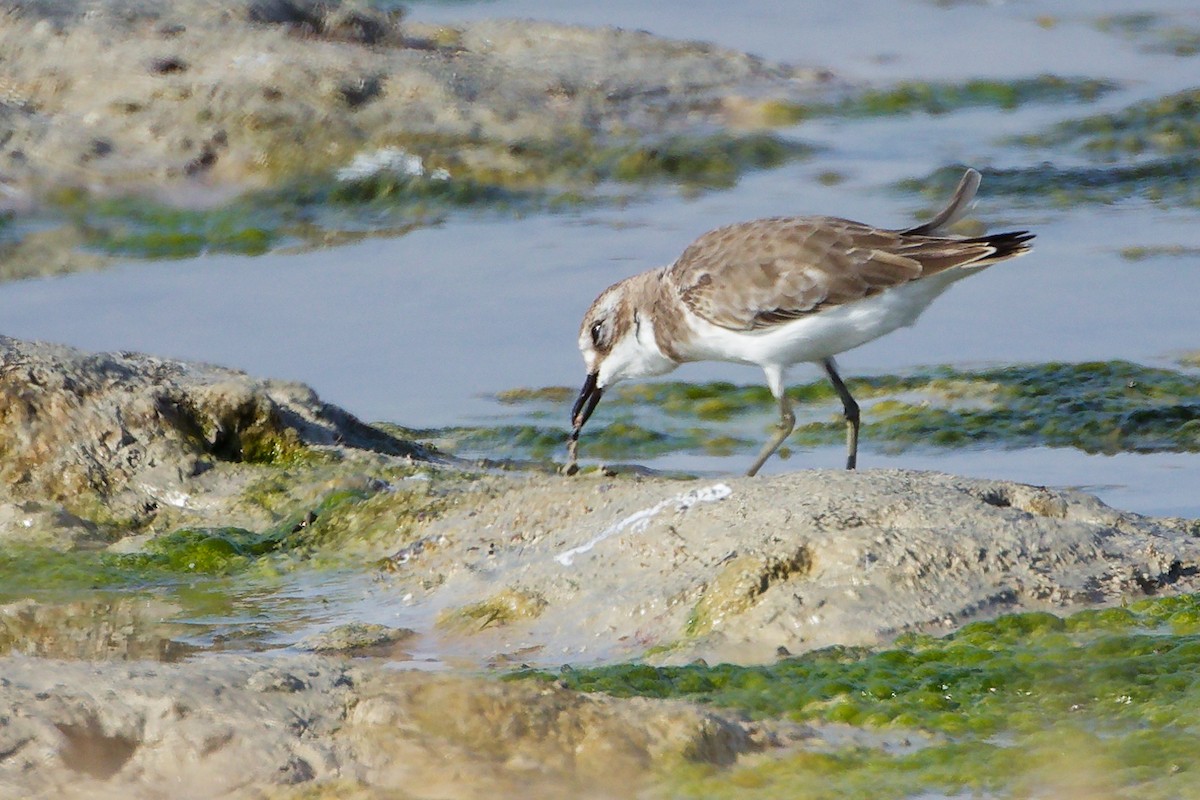 Tibetan Sand-Plover - ML645316710