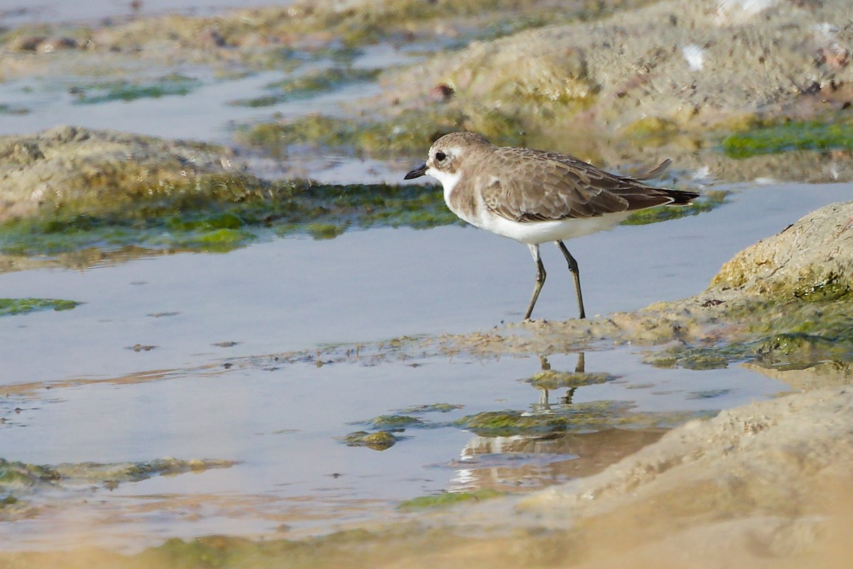 Tibetan Sand-Plover - ML645316711