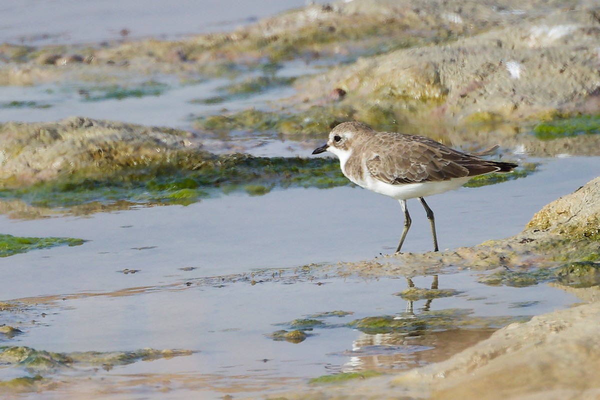 Tibetan Sand-Plover - ML645316712
