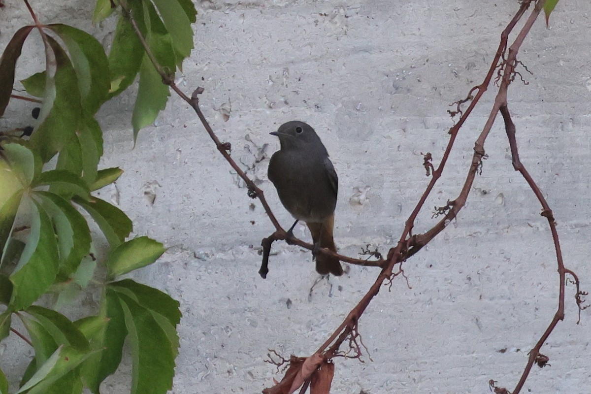 Black Redstart - ML645316713