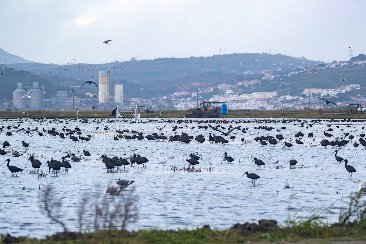 Glossy Ibis - ML645316714