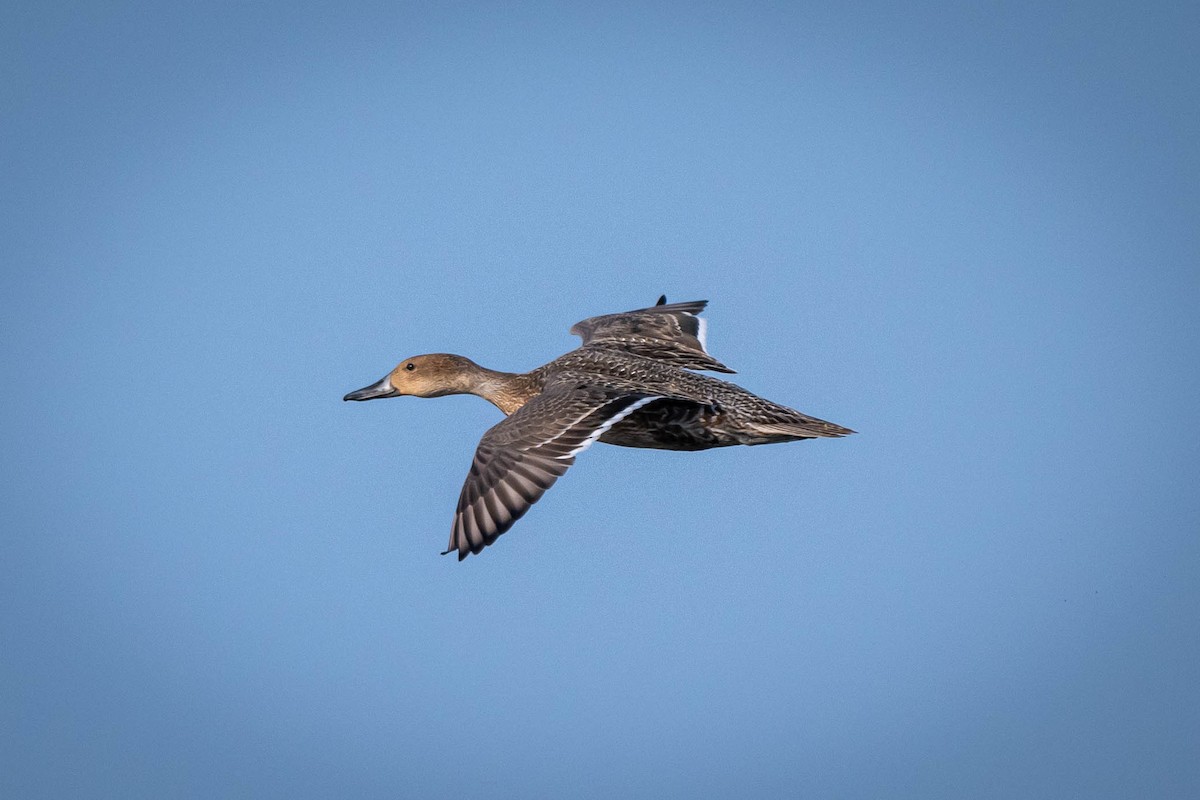 Northern Pintail - ML645316715