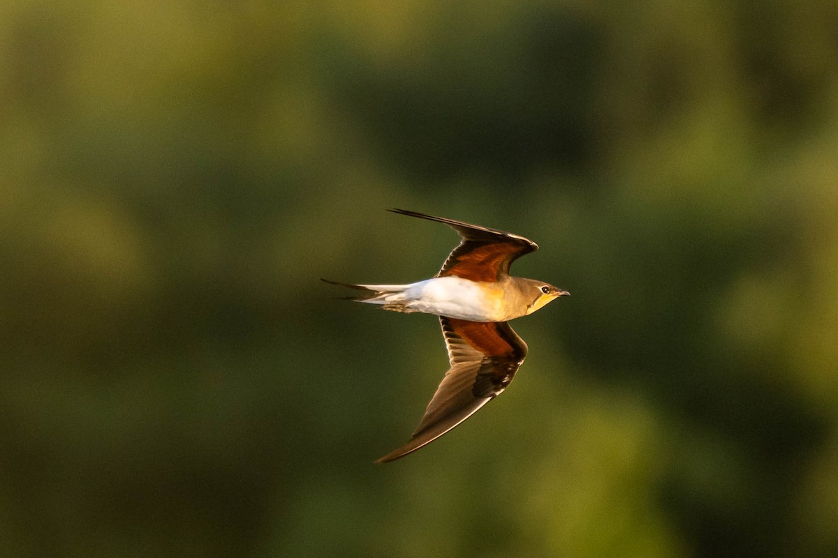 Collared Pratincole - ML645316719