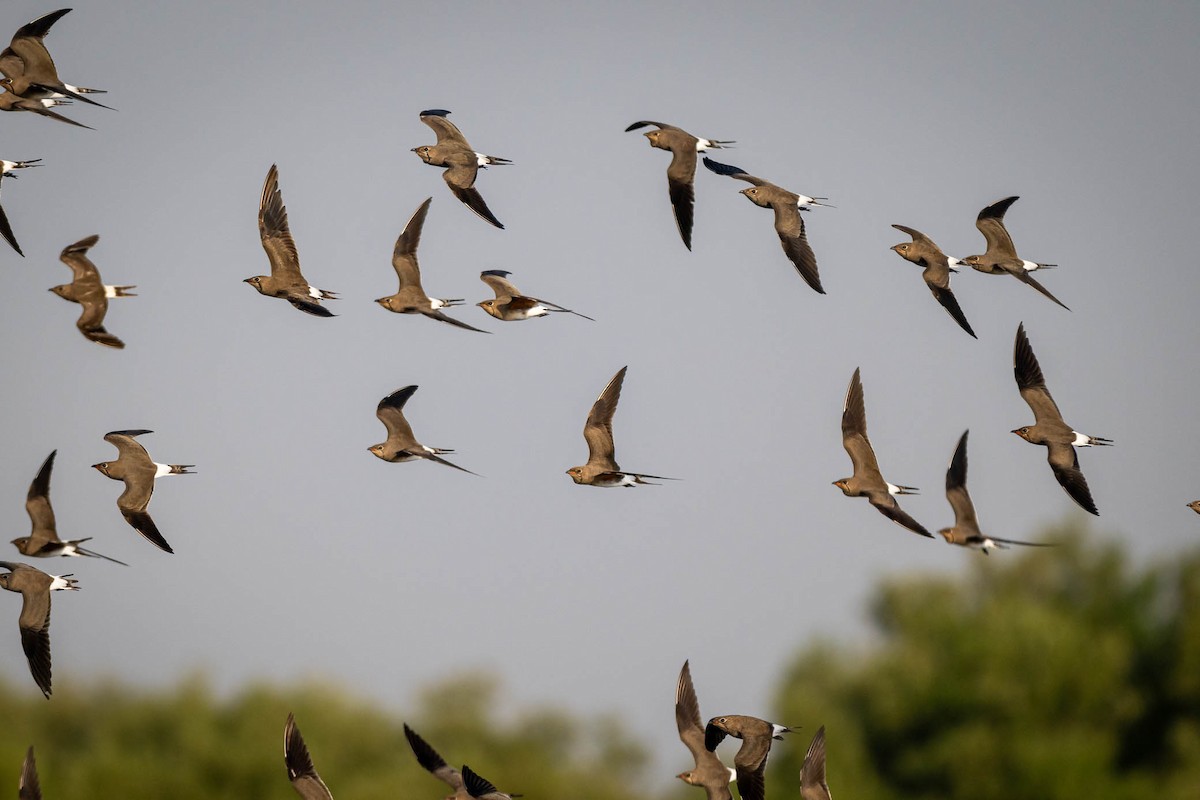 Collared Pratincole - ML645316720