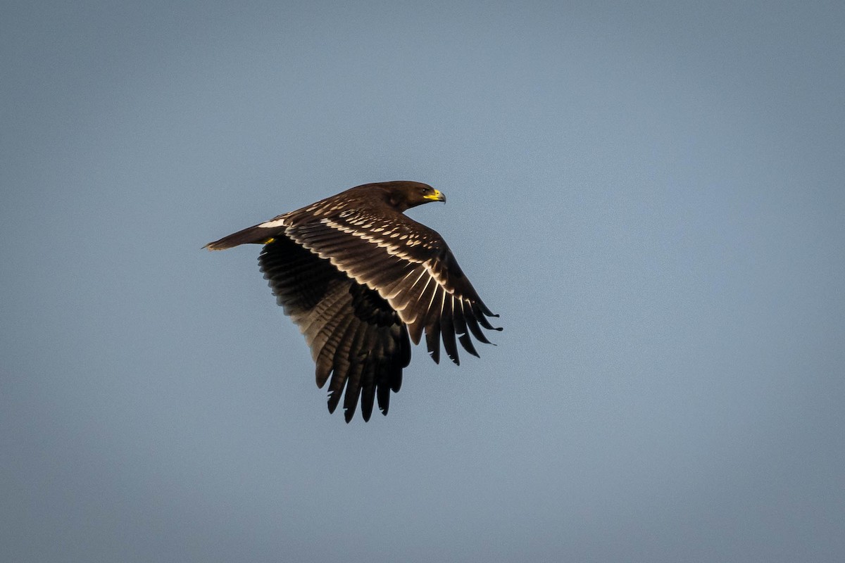 Greater Spotted Eagle - ML645316727