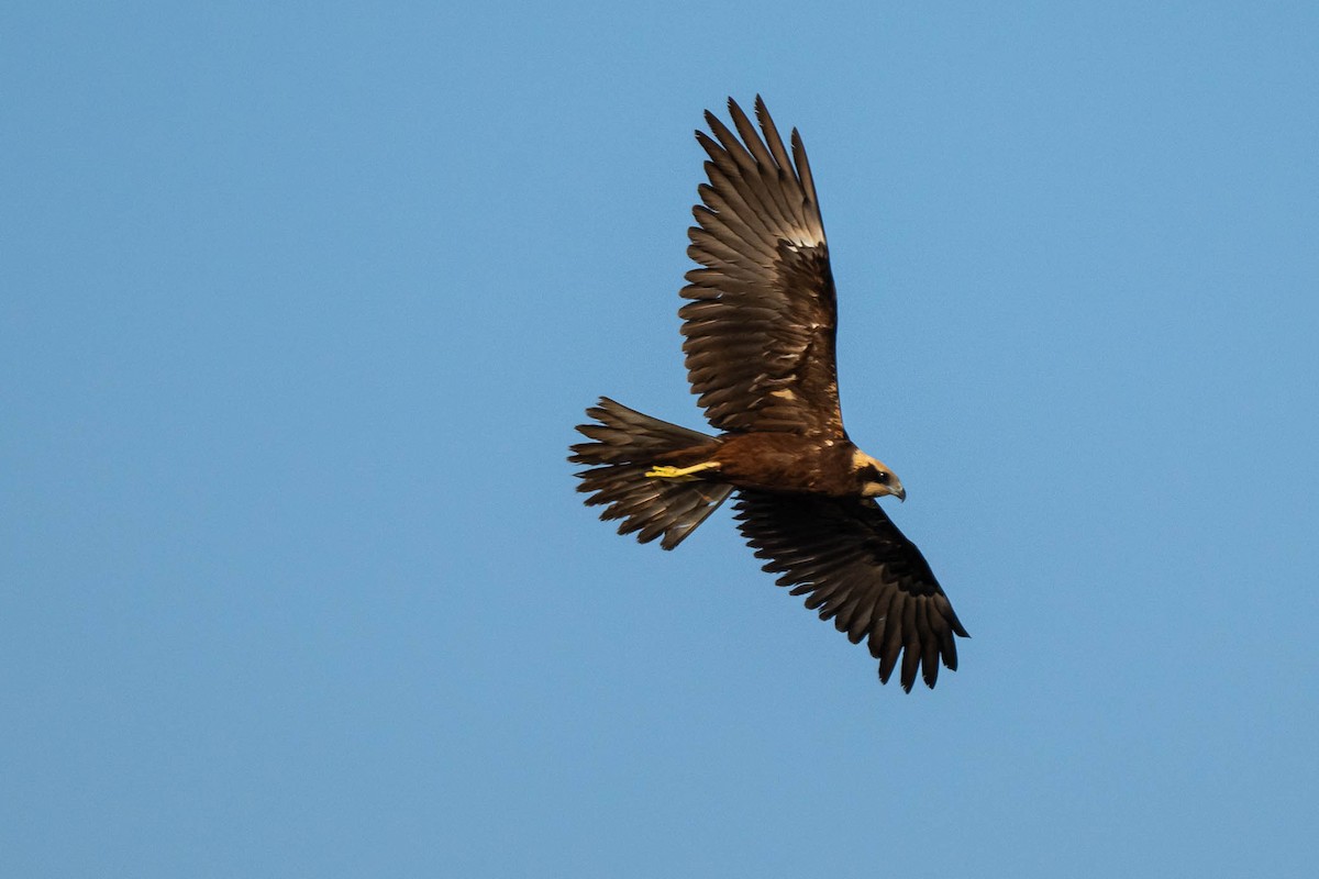 Western Marsh Harrier - ML645316731