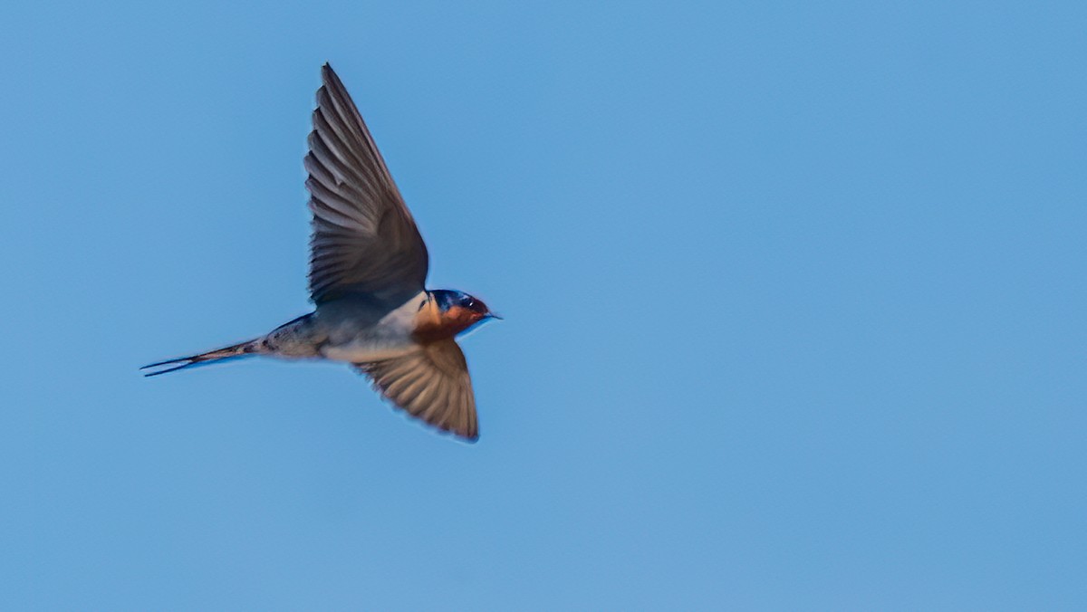 Welcome Swallow - ML645316732