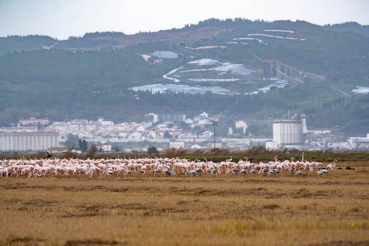 Greater Flamingo - ML645316734