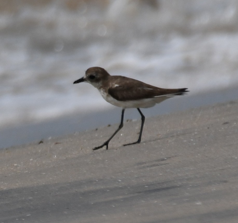 Tibetan Sand-Plover - ML645316747