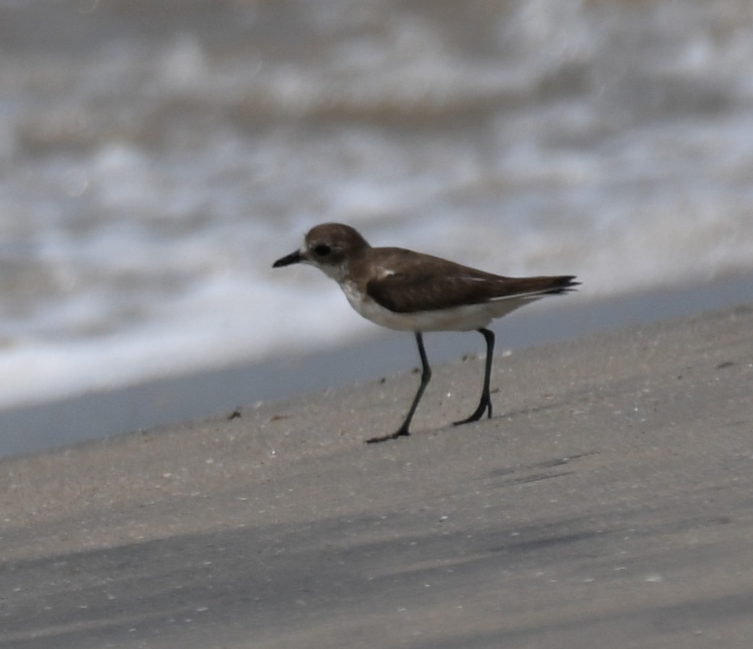 Tibetan Sand-Plover - ML645316752