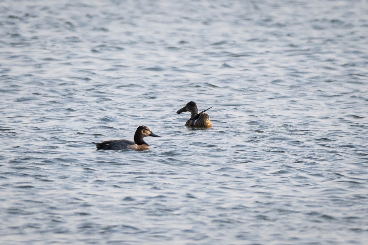 Common Pochard - ML645316754
