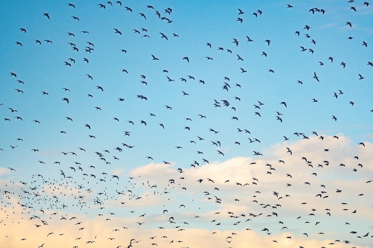 Black-tailed Godwit - ML645316761