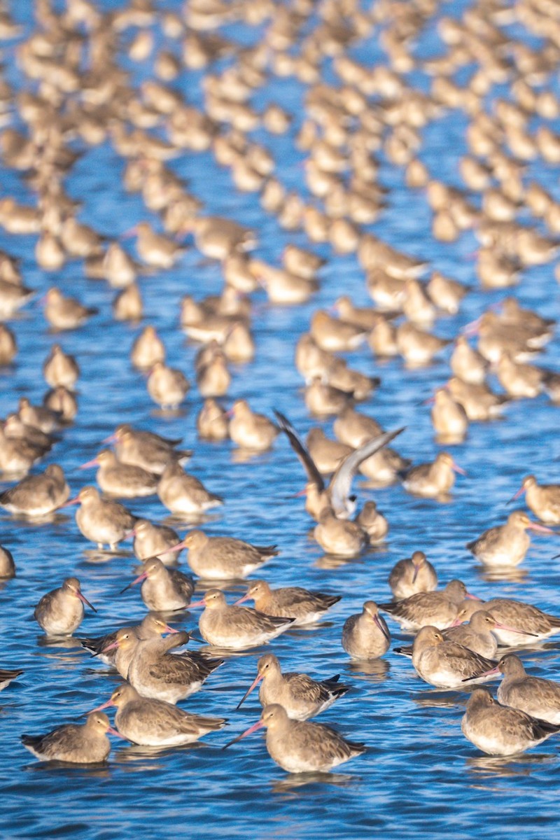 Black-tailed Godwit - ML645316762