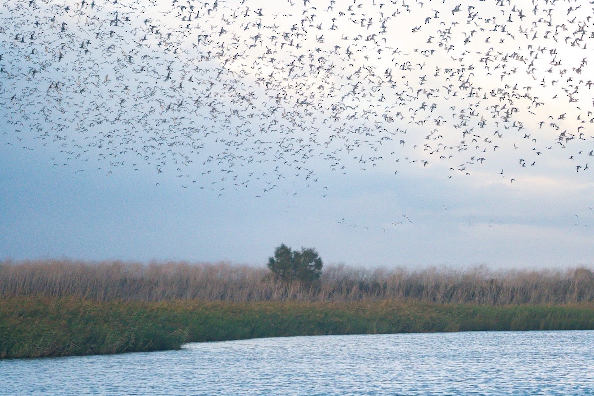 Black-tailed Godwit - ML645316763