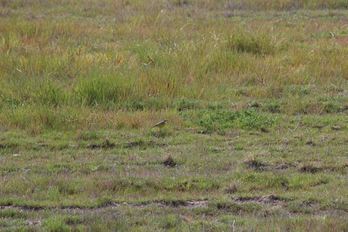Western Yellow Wagtail - ML645316764