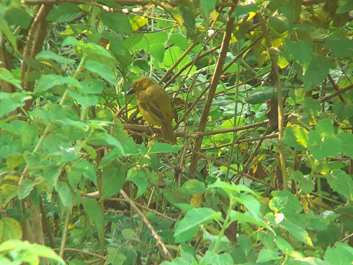 Holub's Golden-Weaver - ML645316768