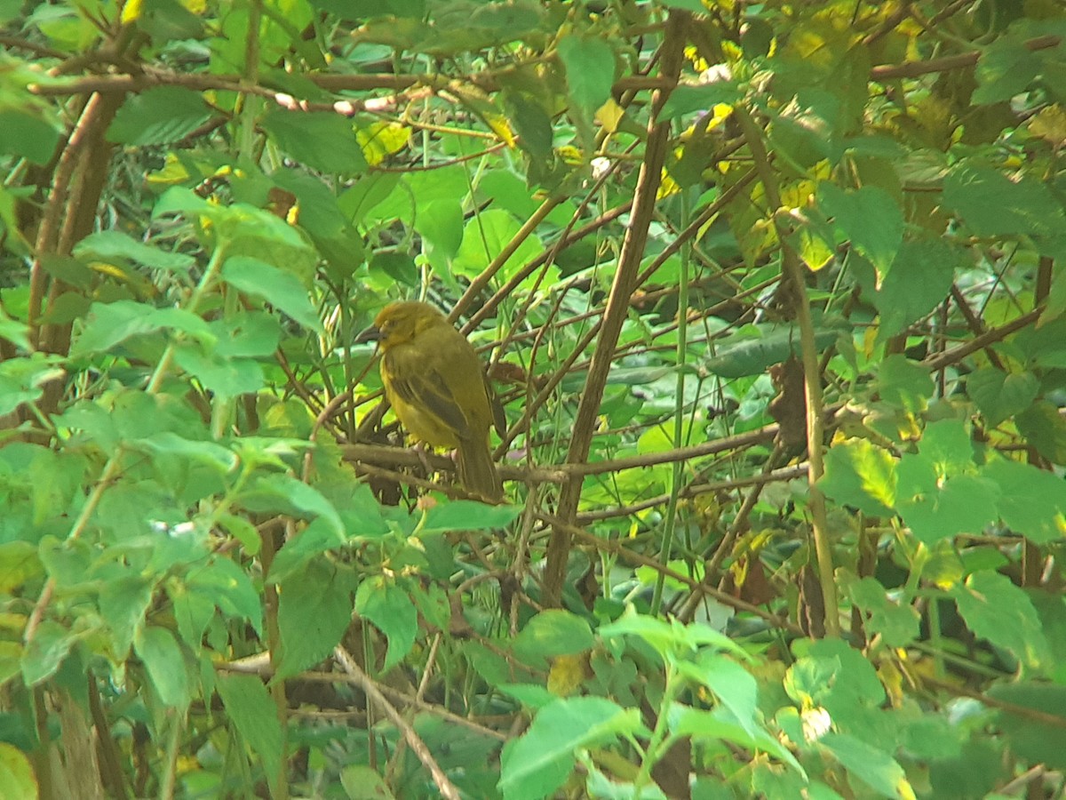 Holub's Golden-Weaver - ML645316769