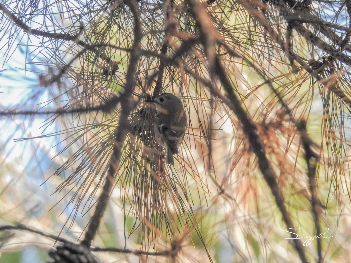 キクイタダキ - ML645316797