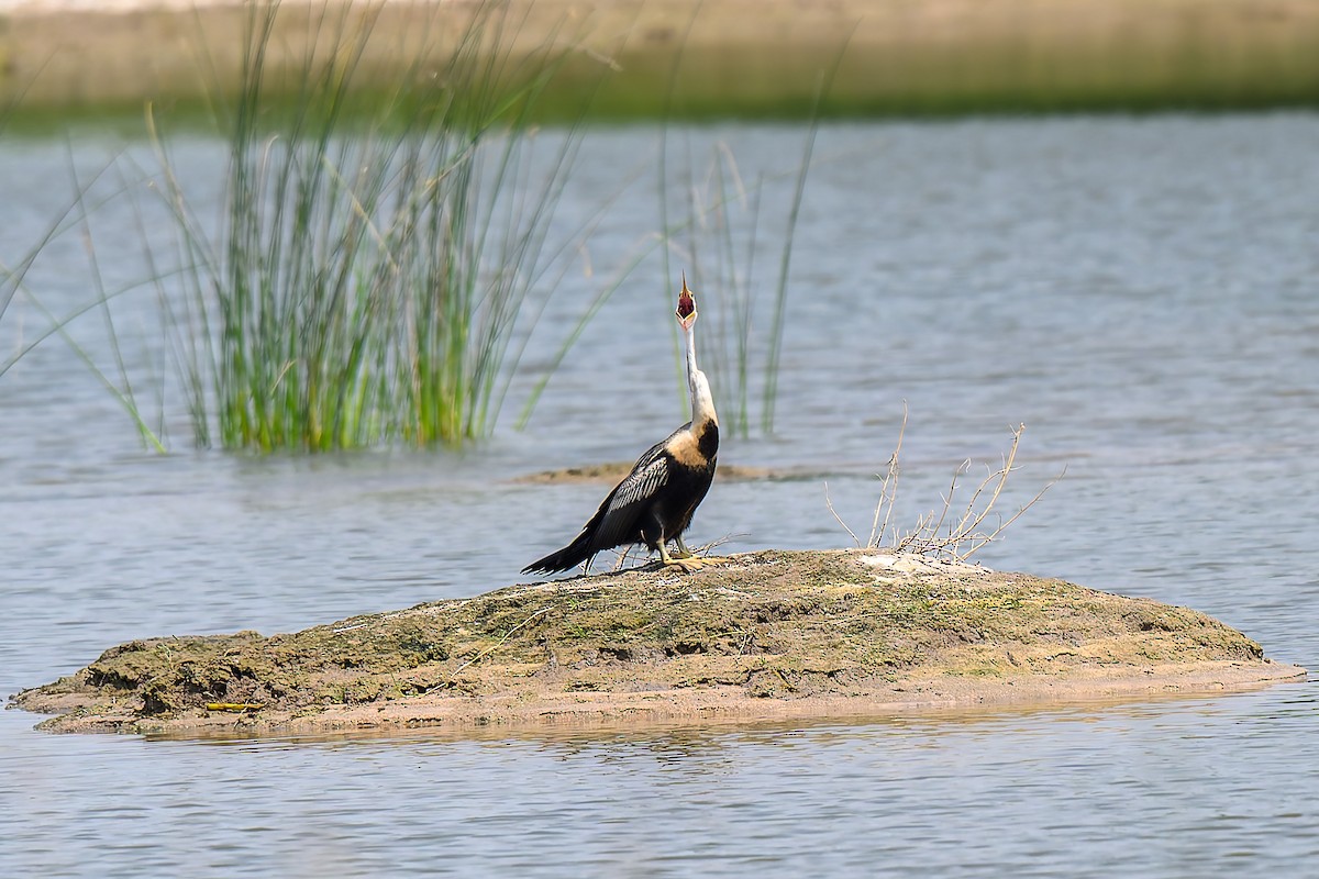 Oriental Darter - ML645316812