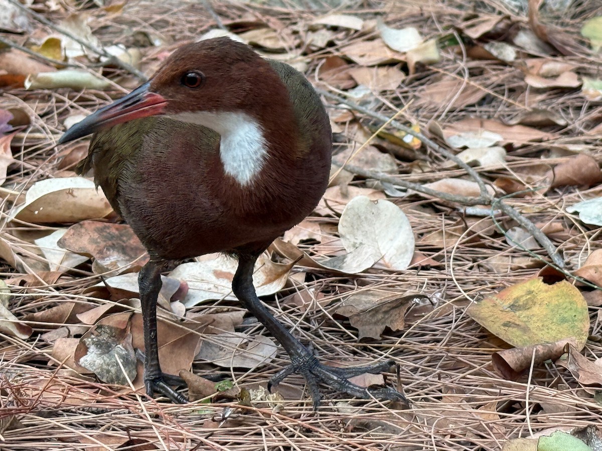White-throated Rail - ML645316813