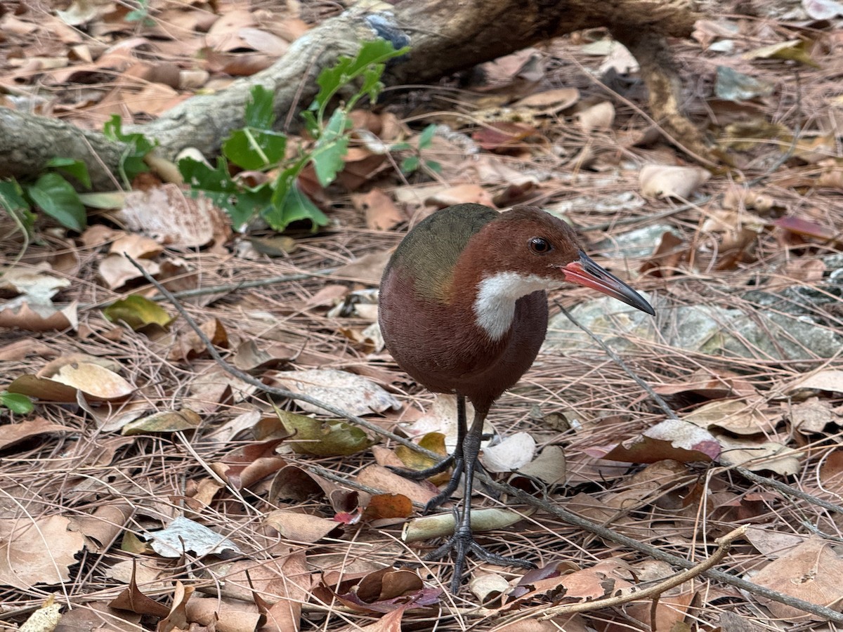 White-throated Rail - ML645316814