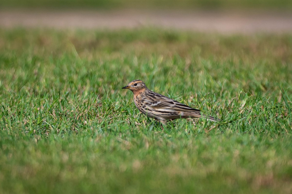 Red-throated Pipit - ML645316815
