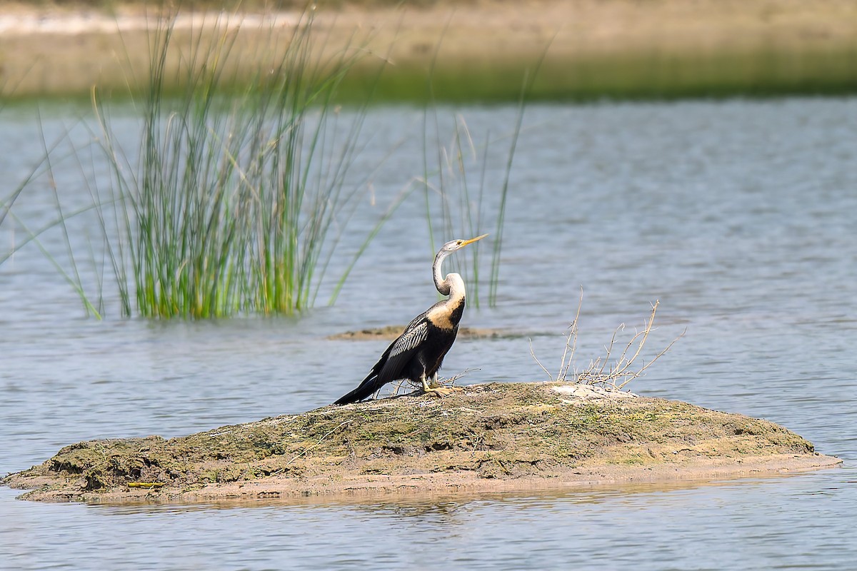 Oriental Darter - ML645316816