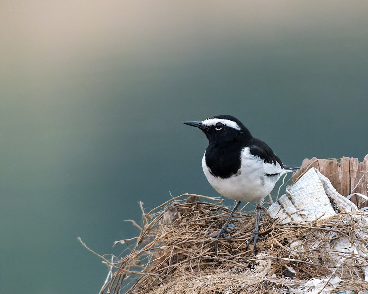 Bergeronnette indienne - ML645316822