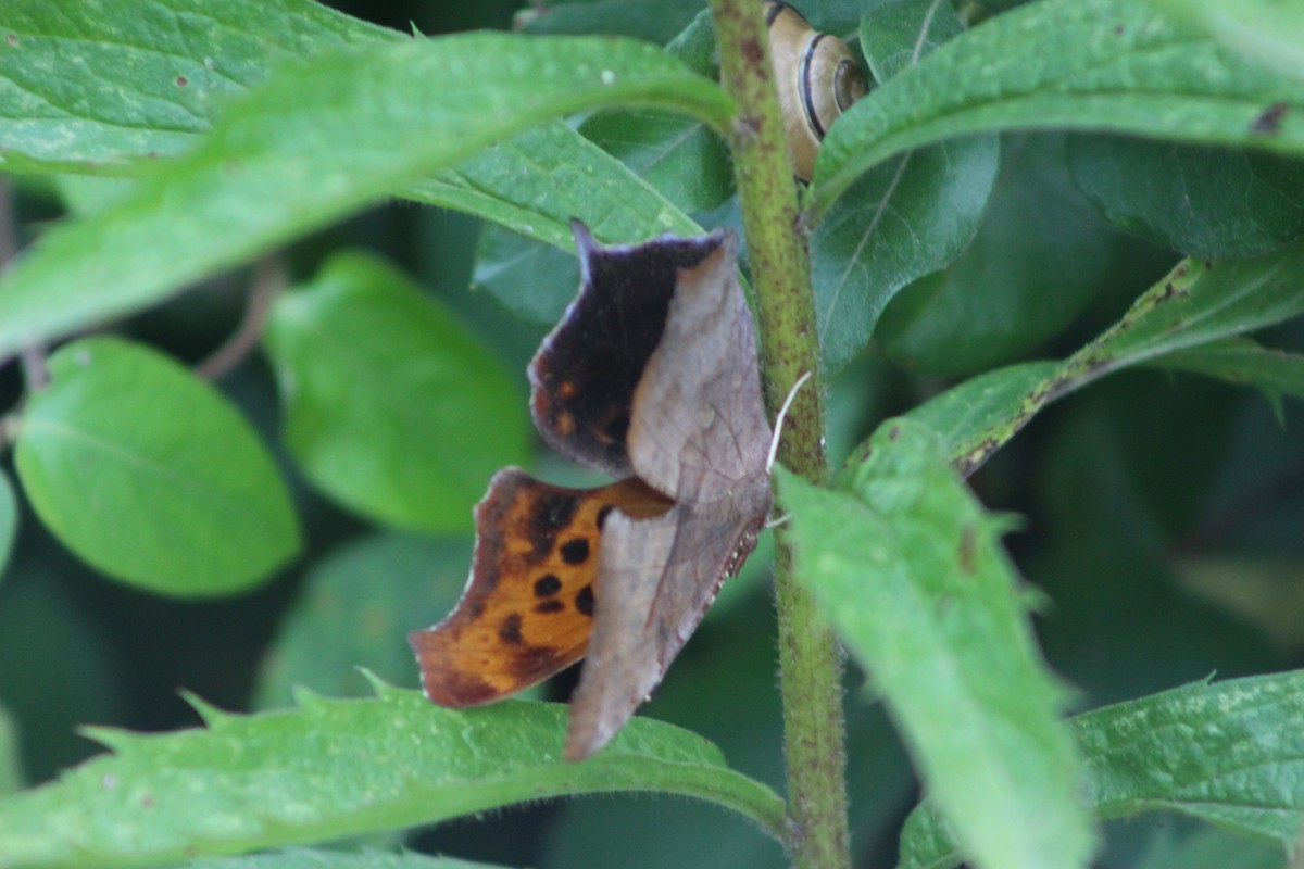 Question Mark - ML645316831