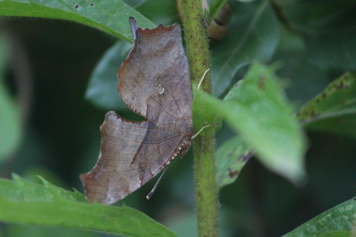 Question Mark - ML645316832