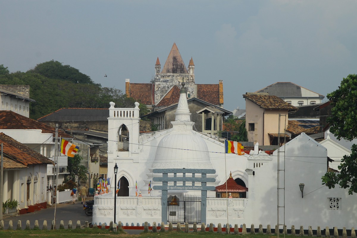 יונת בית - ML645316838