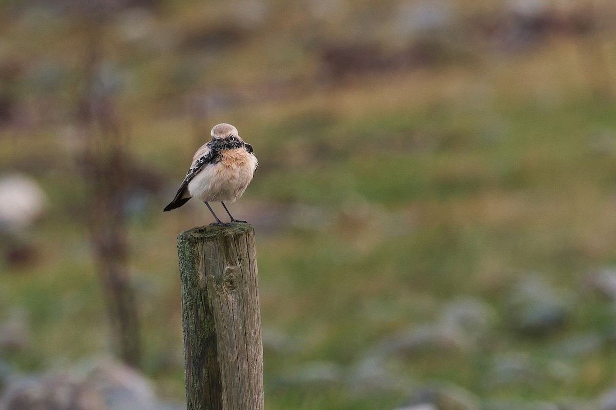 漠䳭 - ML645316841