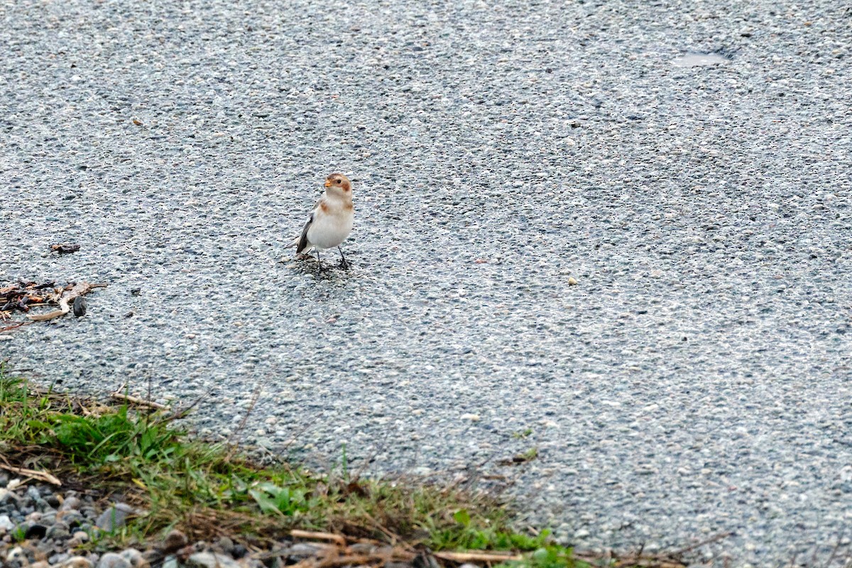 雪鵐 - ML645316852