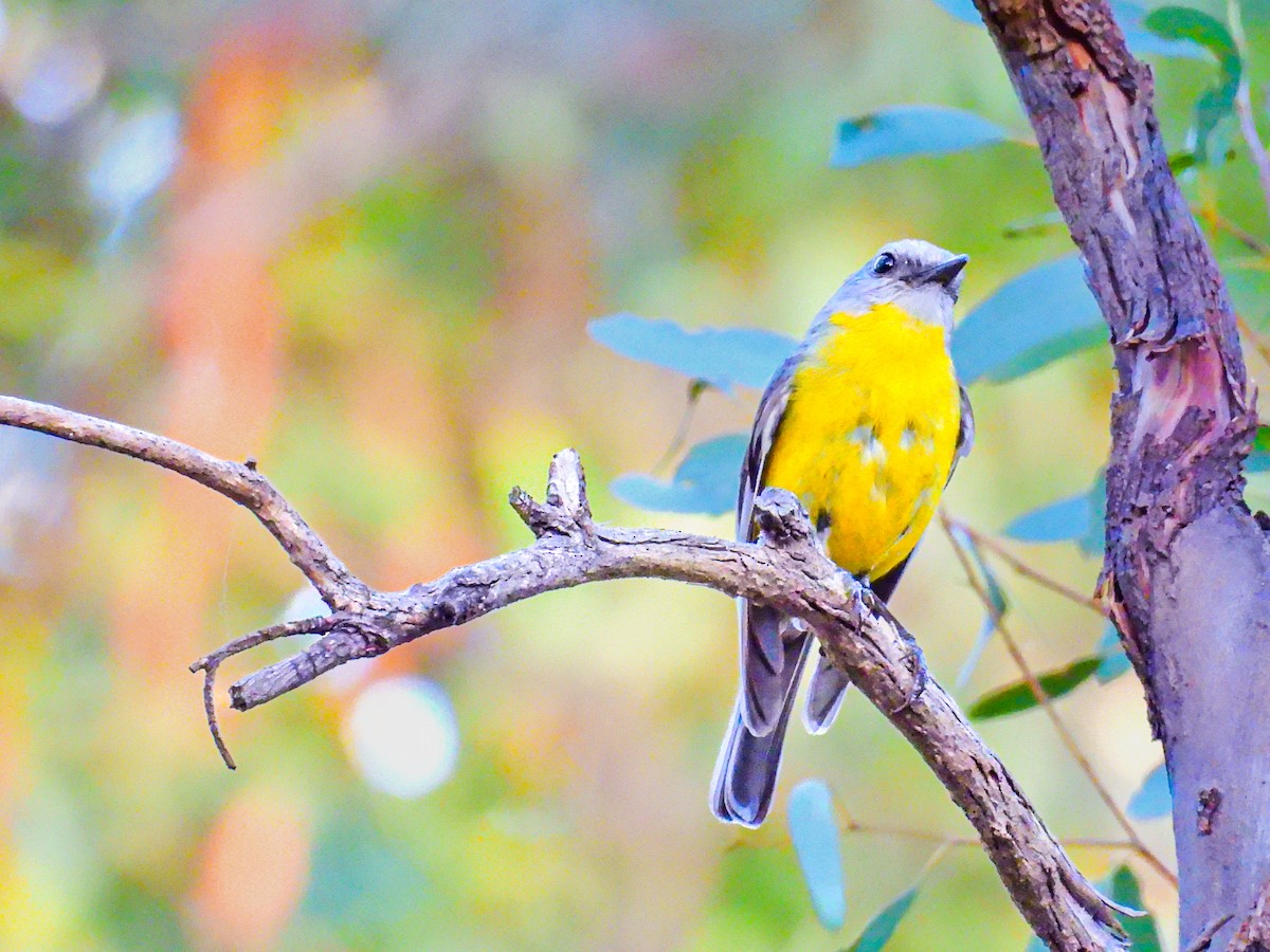 lejsčík žlutý - ML645316854