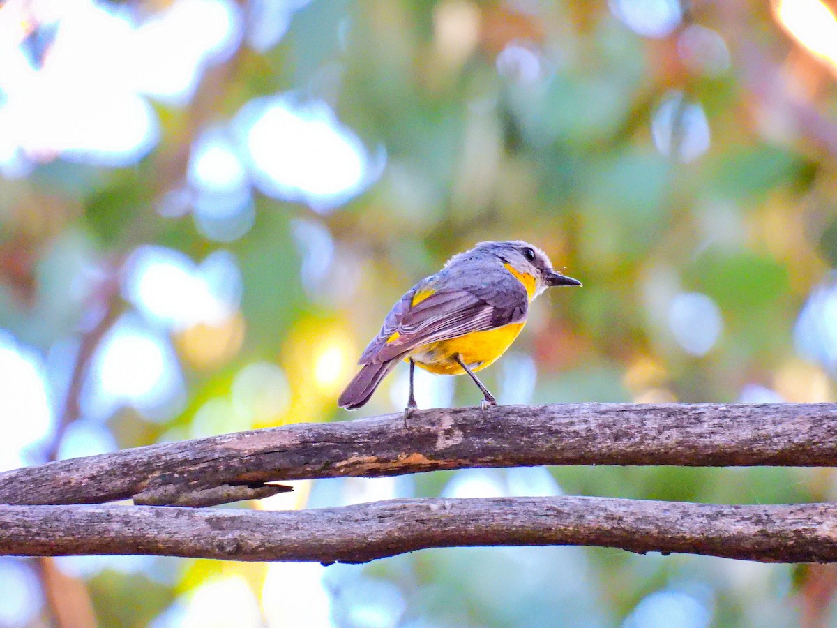 lejsčík žlutý - ML645316855