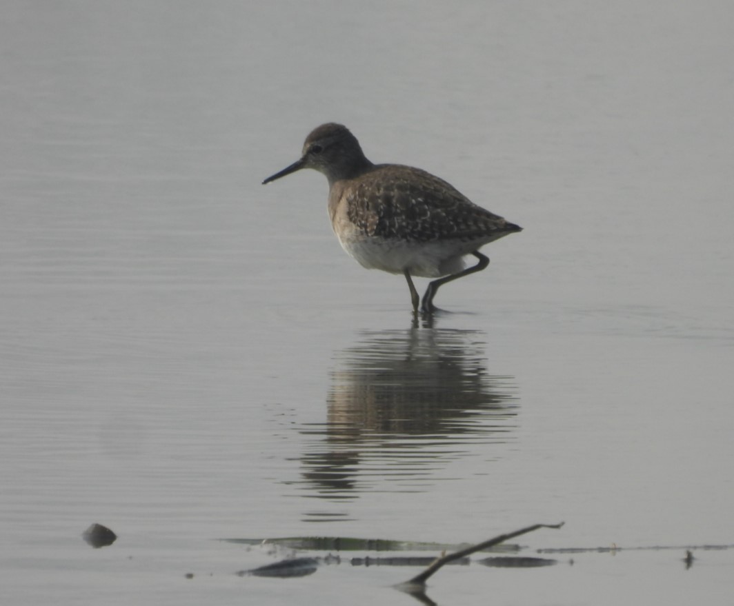 Wood Sandpiper - ML645316856