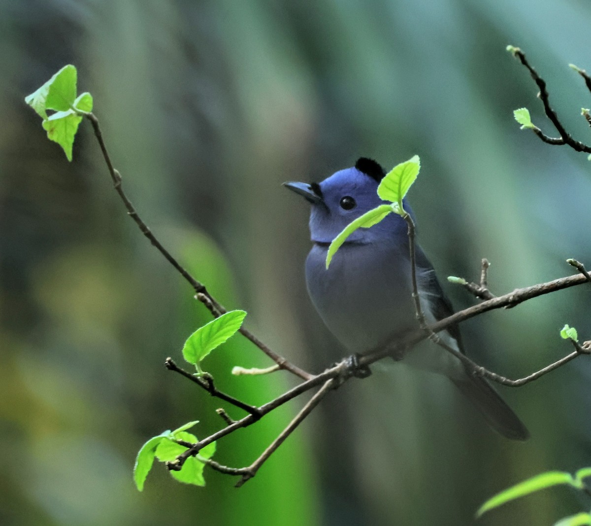 Black-naped Monarch - ML645316871
