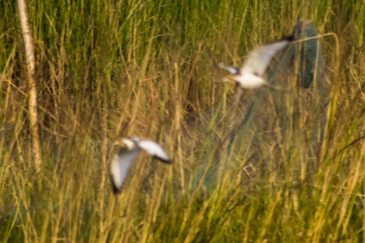 fasanbladhøne - ML645316876