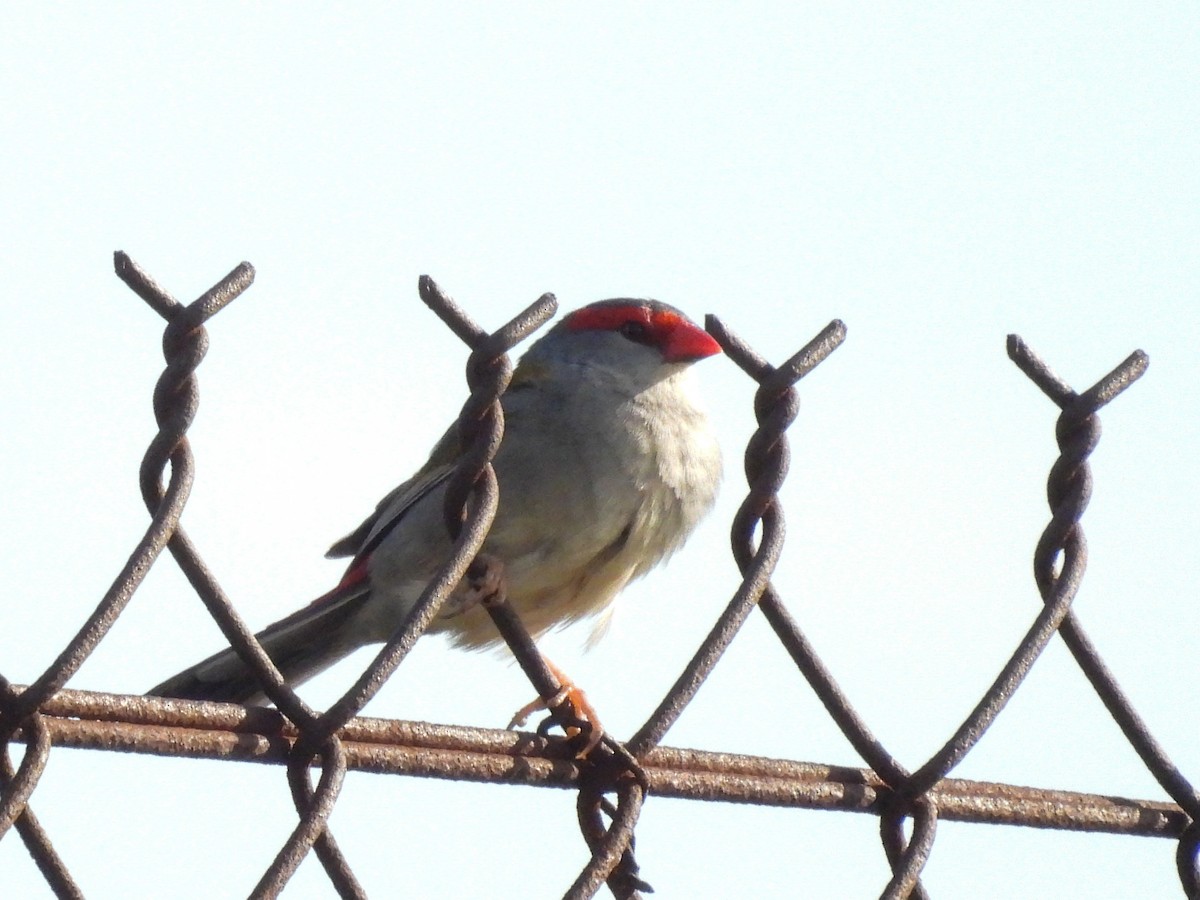 Краснобровая амадина - ML645316885