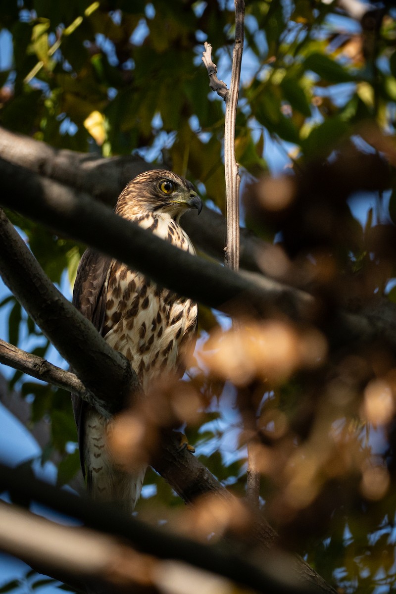 krahulák chocholatý - ML645316897