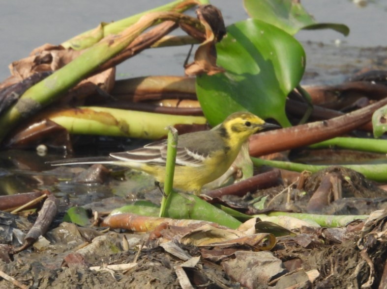 נחליאלי לימוני - ML645316898