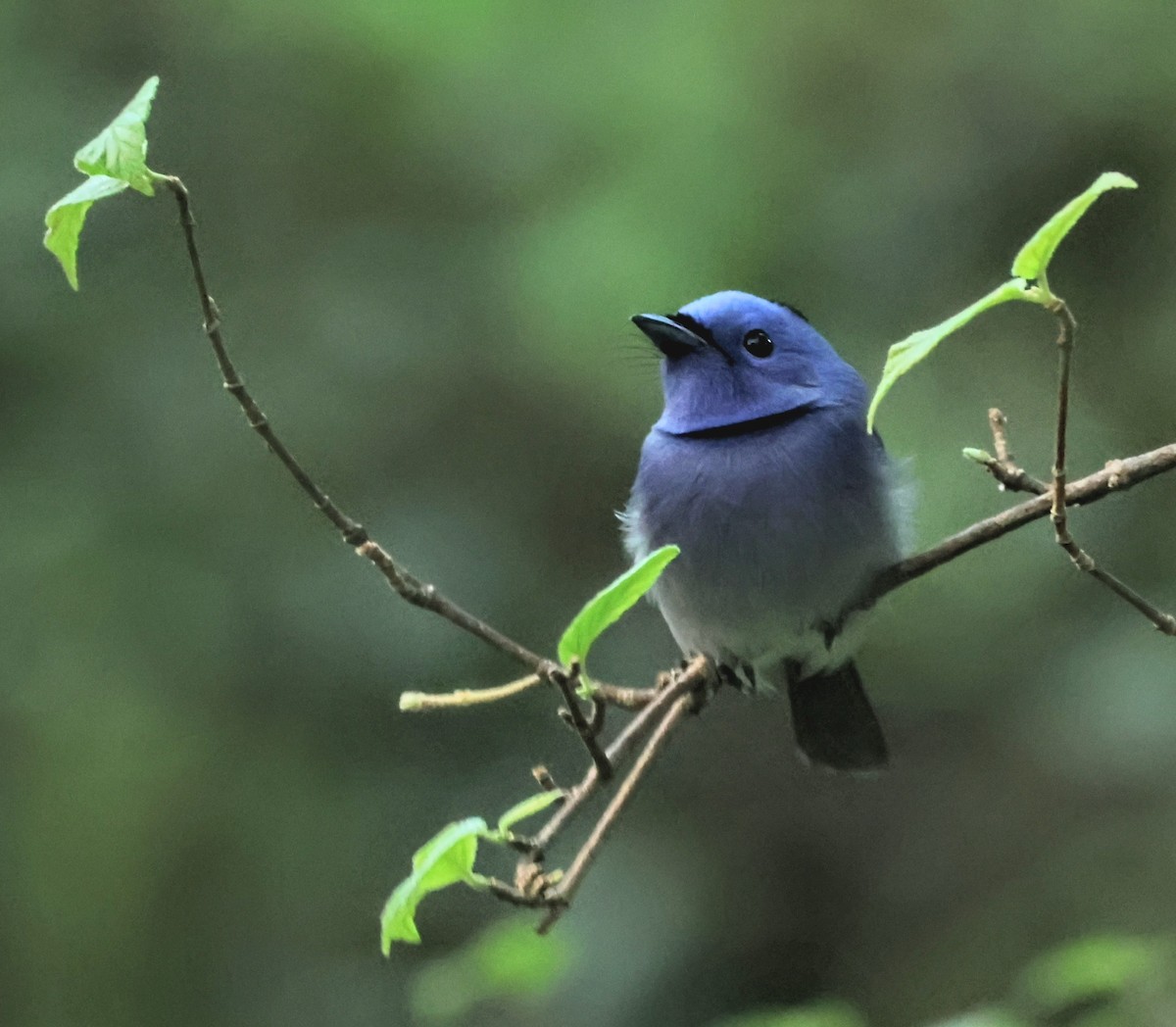 Black-naped Monarch - ML645316900